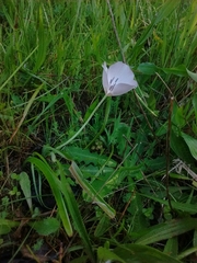 Calochortus uniflorus