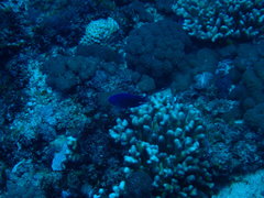 Chrysiptera notialis