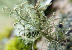 Usnea esperantiana