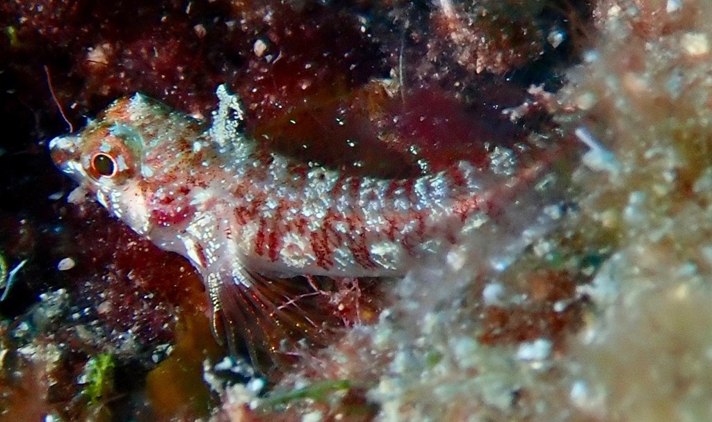 Lord Howe triplefin (Enneapterygius howensis) — Tripterygiidae