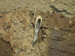 Antaeotricha