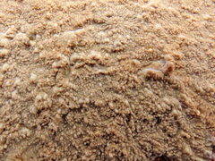 Phlebia centrifuga