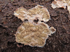 Phlebia centrifuga
