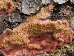 Phlebia centrifuga