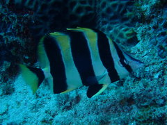 Amphichaetodon howensis