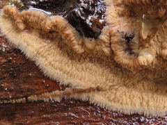Phlebia centrifuga