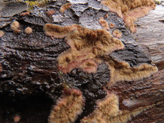 Phlebia centrifuga