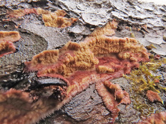 Phlebia centrifuga