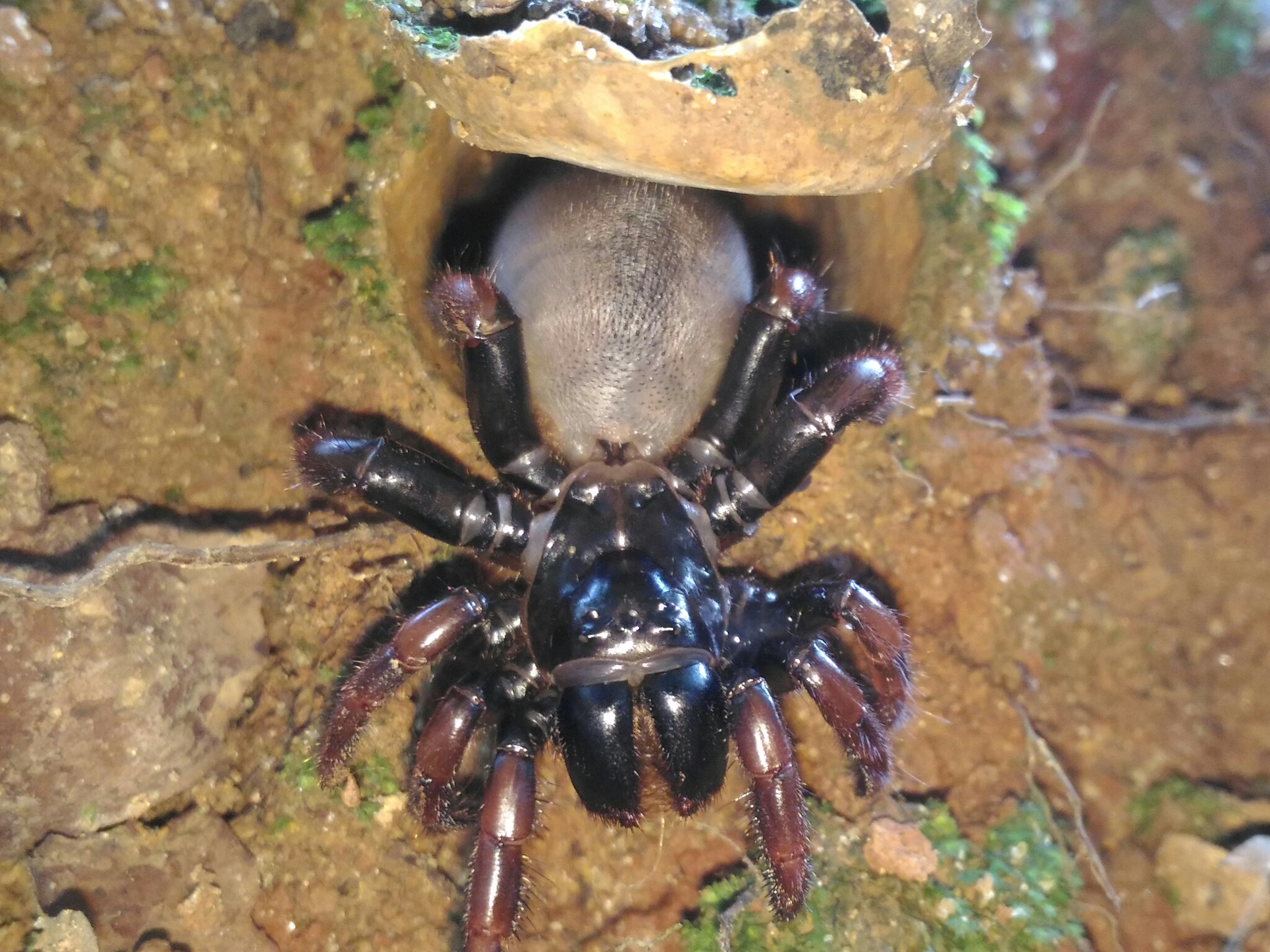 Actinopus pusillus Mello-Leitão, 1920