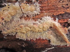 Phlebia centrifuga