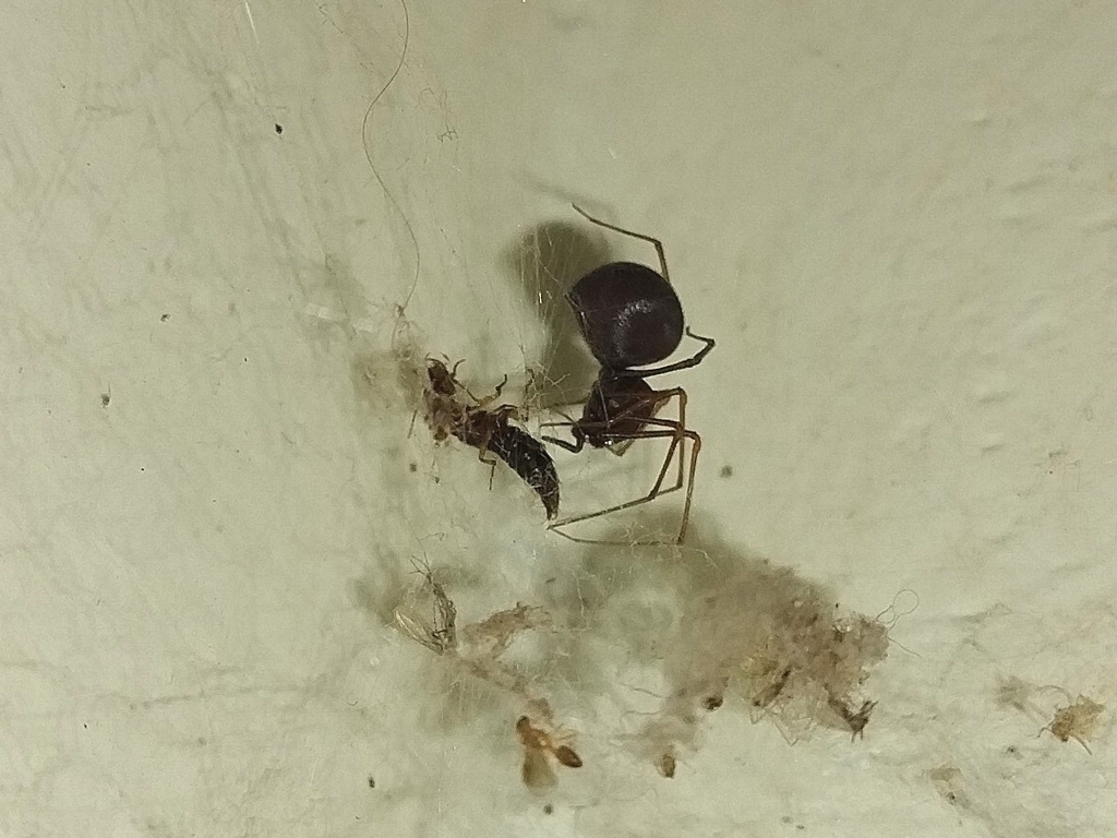 Brown Spitting Spider
