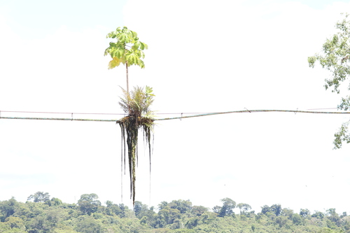 Cecropia peltata - Whole tree