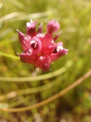 Trifolium depauperatum