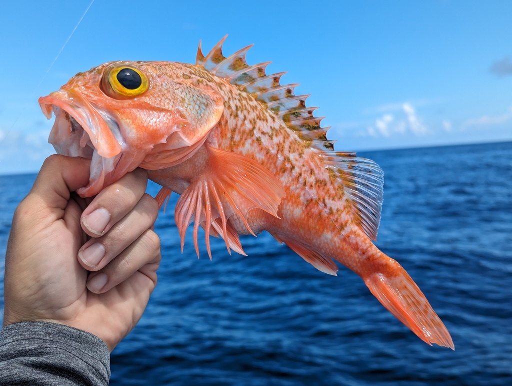 Blackbelly rosefish (Helicolenus dactylopterus) — Sebastidae