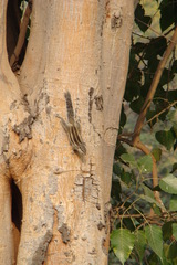 Funambulus pennantii