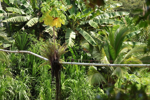 Cecropia peltata - Leaves