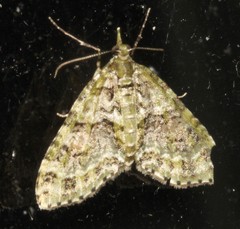 Tympanota perophora