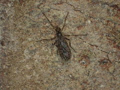 Boreothrinax maculipennis