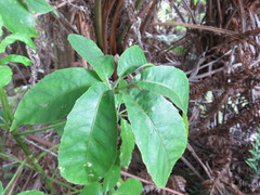 Pseudopanax kermadecensis