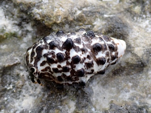 Cerithium caeruleum observed 2023-07-18