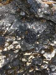 Scytinium schraderi