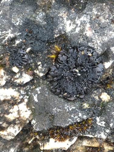 Leptogium schraderi
