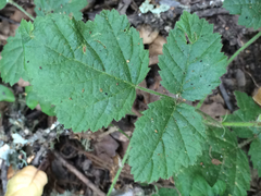 Rubus ursinus macropetalus