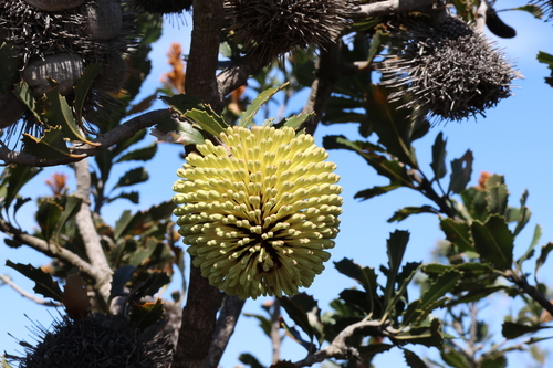 Image of Banksia lemanniana by (c) Greg Tasney, some rights reserved (CC BY-SA)