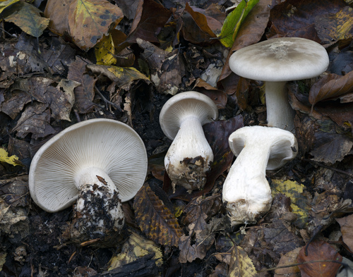 strmuľka inovaťová (Clitocybe nebularis)