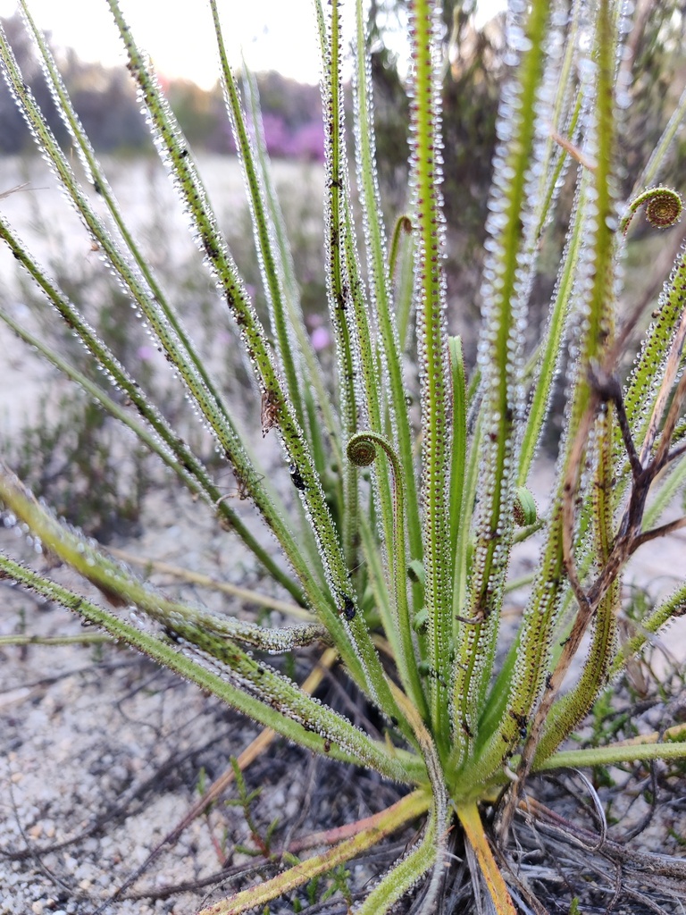 Drosophyllum lusitanicum (Drosophyllum lusitanicum)