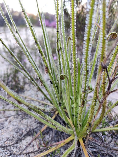 Drosophyllum lusitanicum