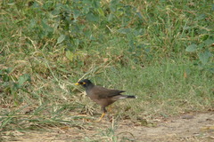 Acridotheres tristis