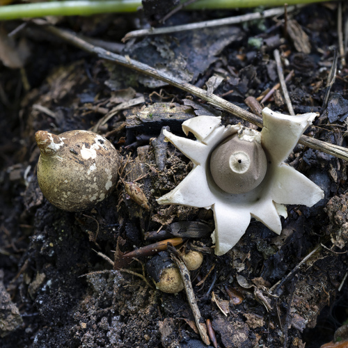 Hviezdovka (Geastrum)