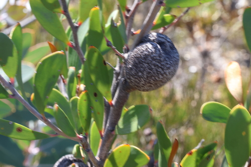 Image of Hakea pandanicarpa by (c) Greg Tasney, some rights reserved (CC BY-SA)