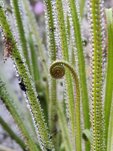 Drosophyllum lusitanicum