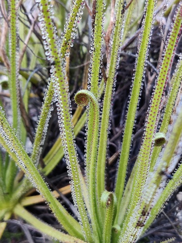 Drosophyllum lusitanicum