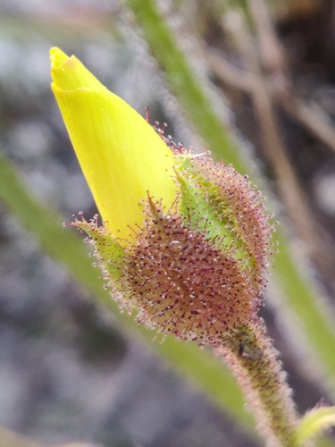 Drosophyllum lusitanicum