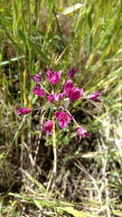 Allium crispum