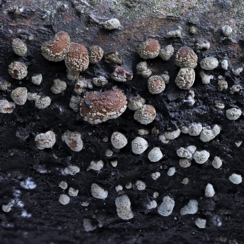 drevovček bukový (Hypoxylon fragiforme)