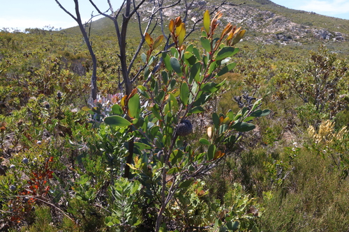 Image of Hakea pandanicarpa by (c) Greg Tasney, some rights reserved (CC BY-SA)