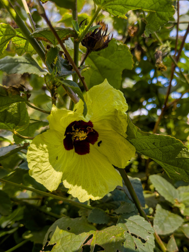 Hibiscus ovalifolius observed 2023-10-19