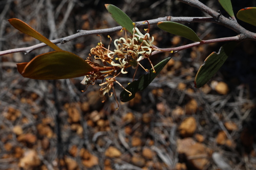Image of Hakea pandanicarpa by (c) Greg Tasney, some rights reserved (CC BY-SA)