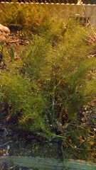 Foeniculum vulgare dulce