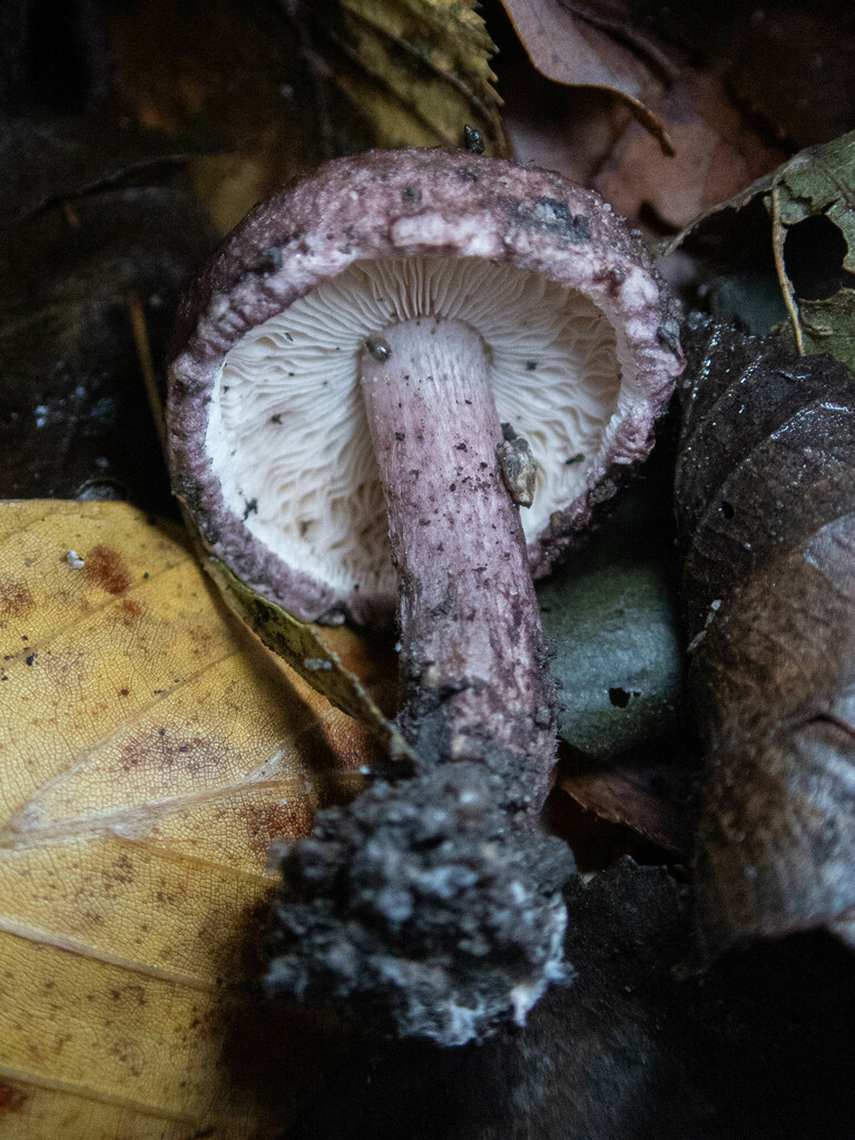 Fuscovinaceae