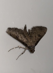 Nacoleia charesalis