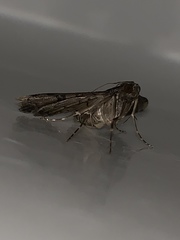 Nacoleia charesalis