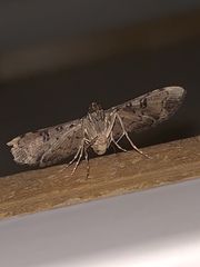 Nacoleia charesalis