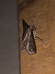 Nacoleia charesalis