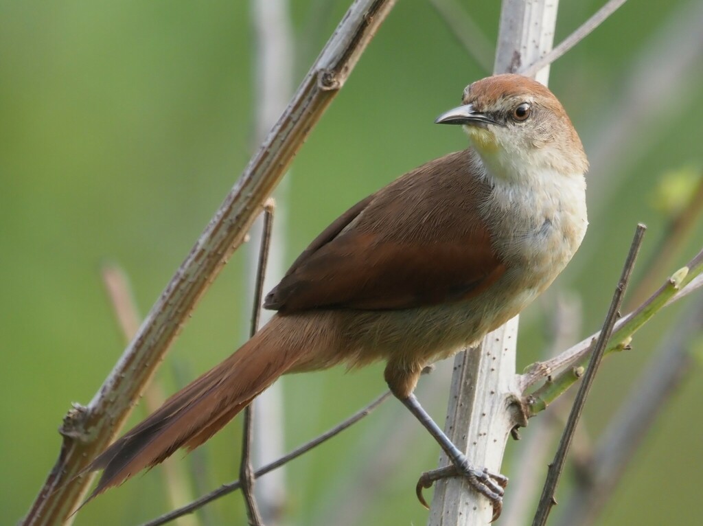 Curutié Colorado, Certhiaxis cinnamomeus