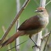 Certhiaxis cinnamomeus - Photo (c) Laurent Quéno, μερικά δικαιώματα διατηρούνται (CC BY-NC), uploaded by Laurent Quéno